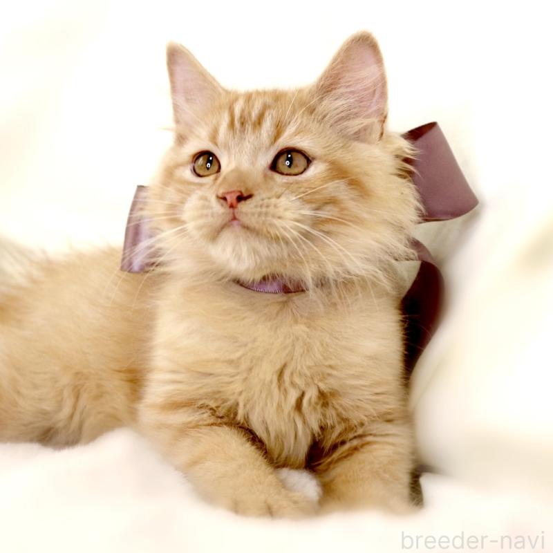 販売中の栃木県のマンチカン-127027の6枚目