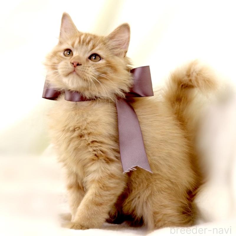 販売中の栃木県のマンチカン-127027の5枚目