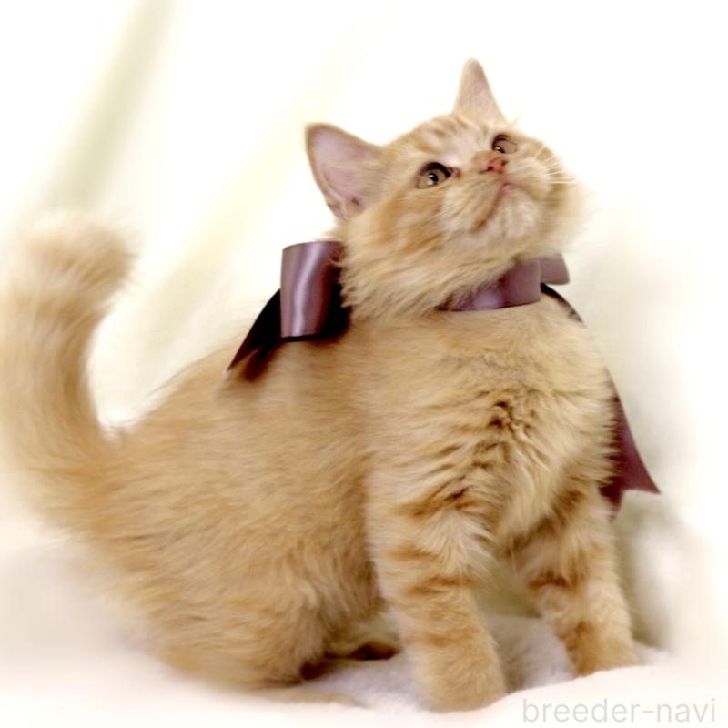 販売中の栃木県のマンチカン-127027の4枚目