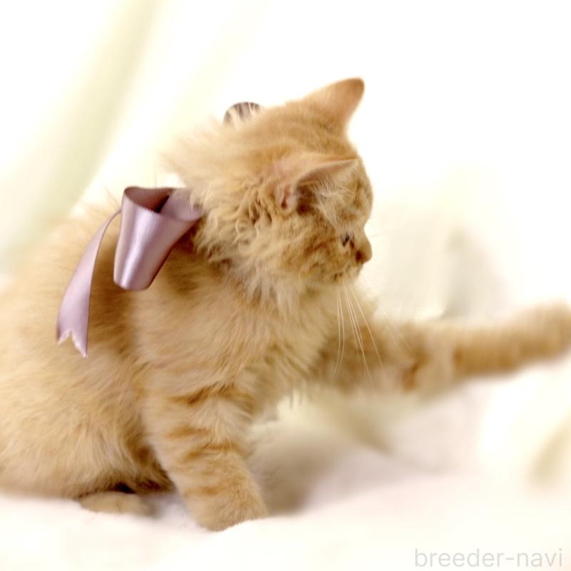 販売中の栃木県のマンチカン-127027の3枚目