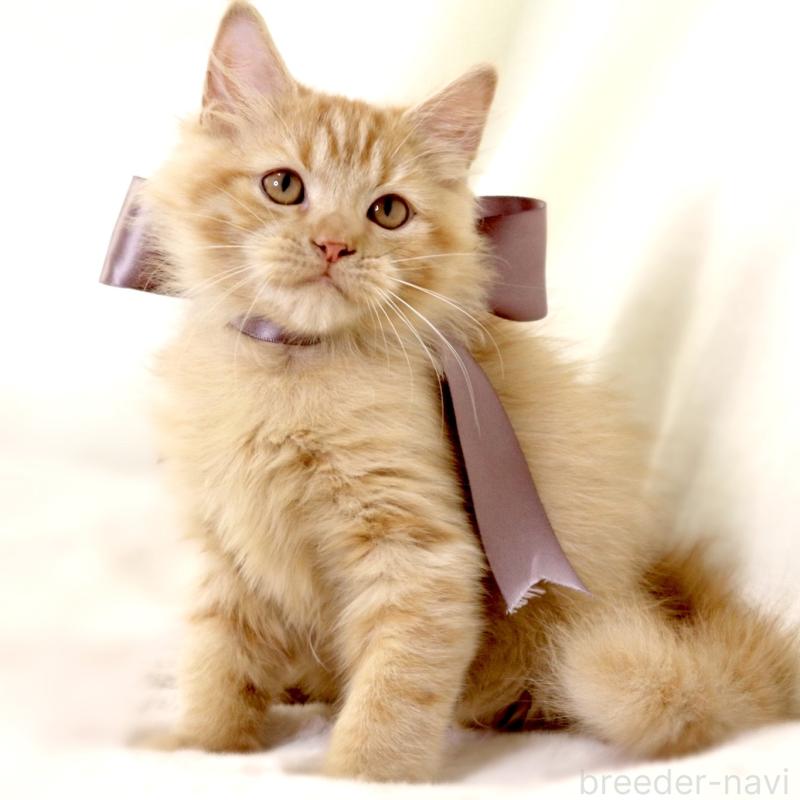 販売中の栃木県のマンチカン-127027の2枚目