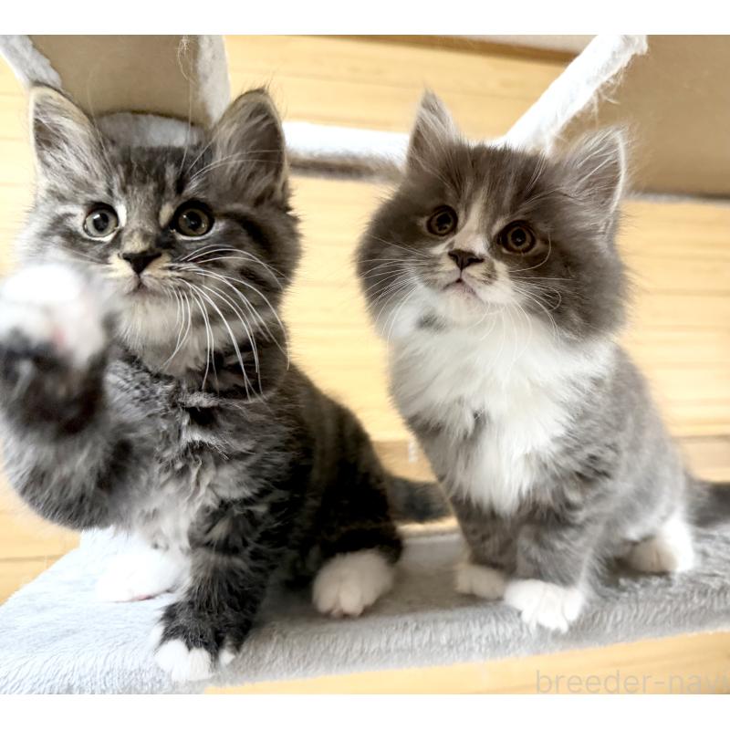 販売中の千葉県のサイベリアン-128792の13枚目