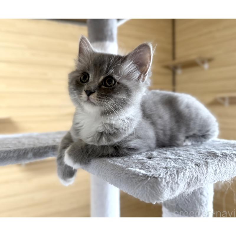 販売中の千葉県のサイベリアン-130060の8枚目