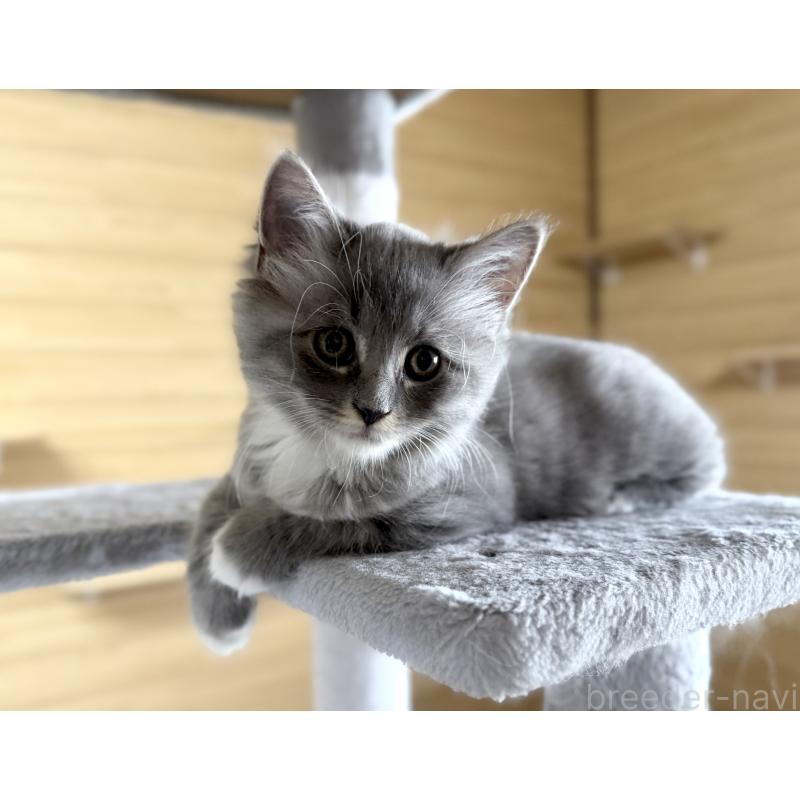 販売中の千葉県のサイベリアン-130060の7枚目