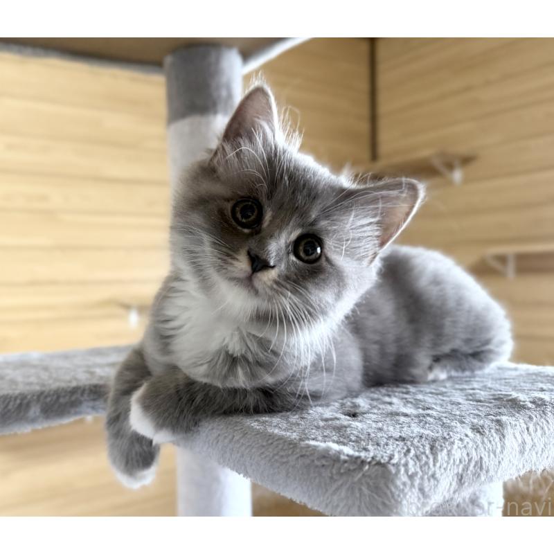 販売中の千葉県のサイベリアン-130060の6枚目