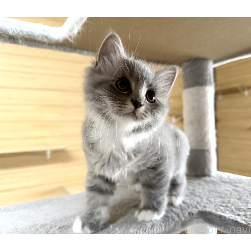 販売中の千葉県のサイベリアン-130060の5枚目