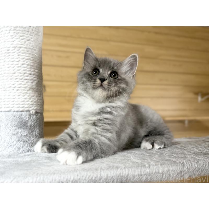 販売中の千葉県のサイベリアン-130060の4枚目