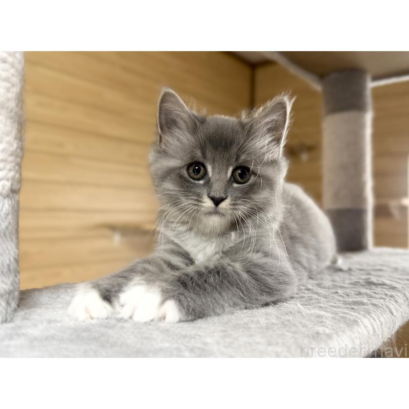 販売中の千葉県のサイベリアン-130060の3枚目