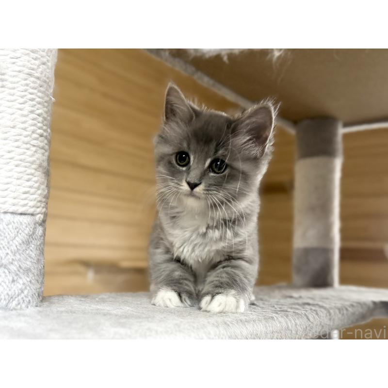 販売中の千葉県のサイベリアン-130060の2枚目