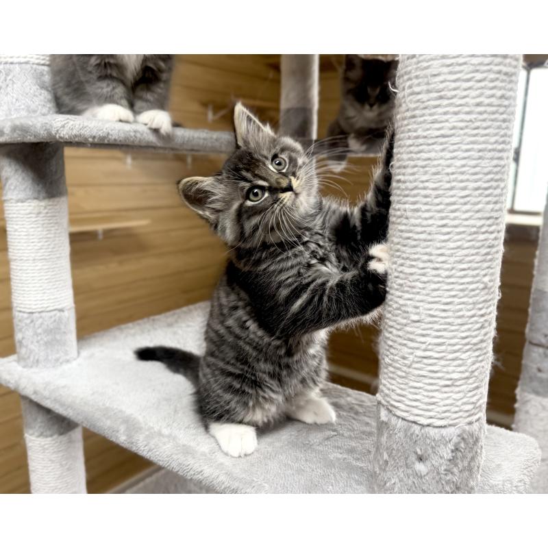 販売中の千葉県のサイベリアン-130061の8枚目