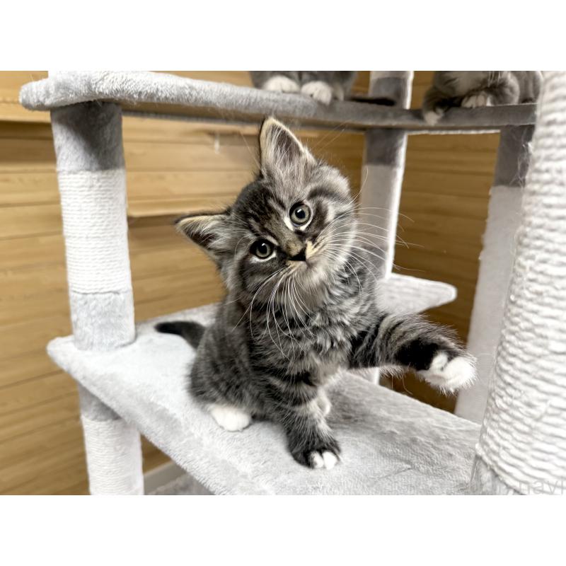 販売中の千葉県のサイベリアン-130061の7枚目