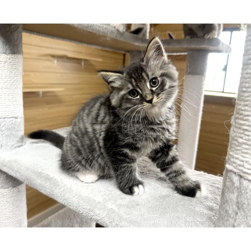 販売中の千葉県のサイベリアン-130061の5枚目