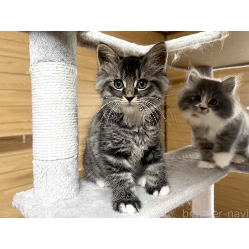 販売中の千葉県のサイベリアン-130061の4枚目