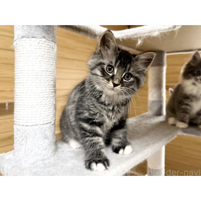 販売中の千葉県のサイベリアン-130061の3枚目