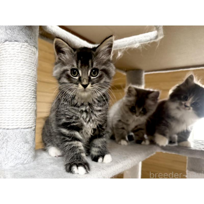 販売中の千葉県のサイベリアン-130061の2枚目