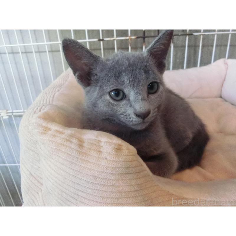 販売中の兵庫県のロシアンブルー-130062の2枚目