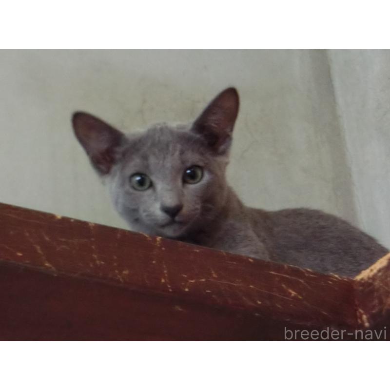 販売中の兵庫県のロシアンブルー-127250の2枚目