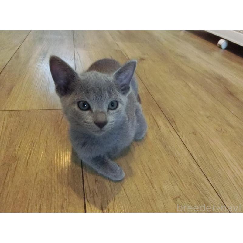 販売中の兵庫県のロシアンブルー-130063の5枚目