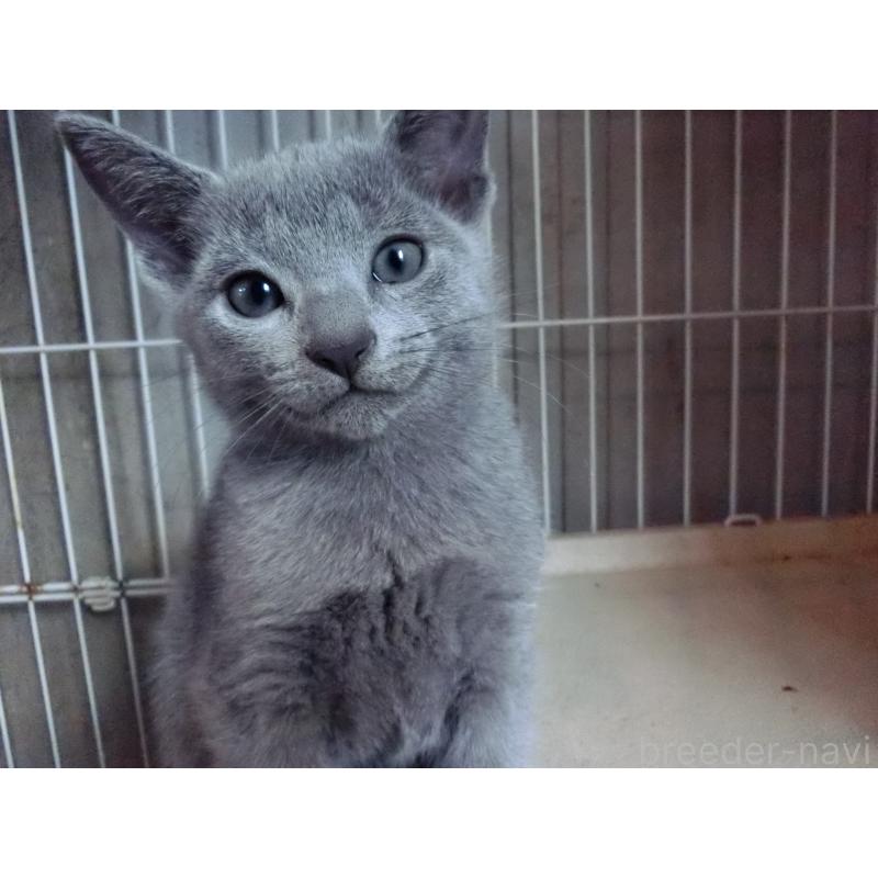 販売中の兵庫県のロシアンブルー-130063の4枚目