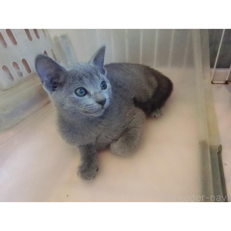 販売中の兵庫県のロシアンブルー-130063の3枚目