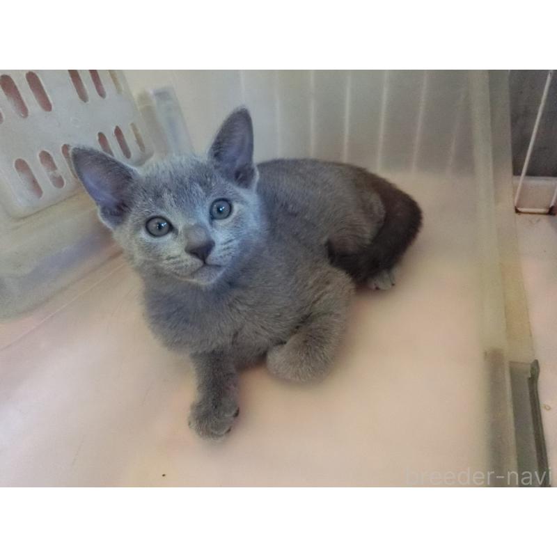 販売中の兵庫県のロシアンブルー-130063の2枚目