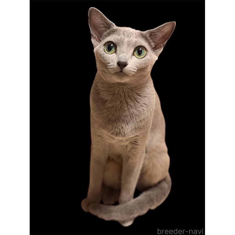 コットンちゃん1枚目