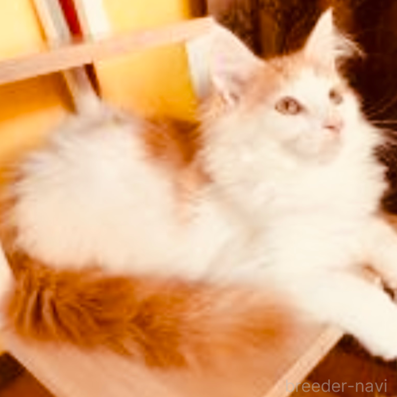 販売中の京都府のメインクーン-120855