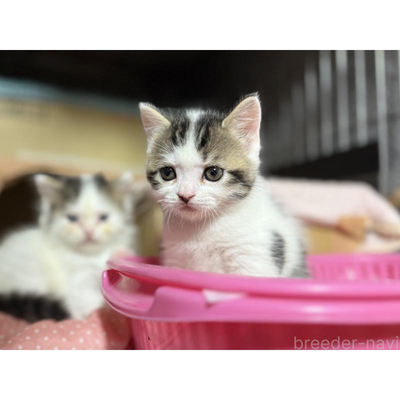 成約済の東京都のスコティッシュフォールド-128767の7枚目