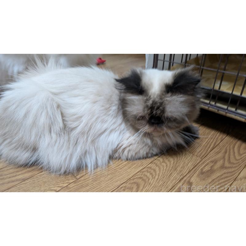 販売中の大阪府のヒマラヤン-91053の2枚目