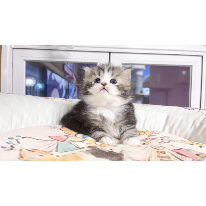 販売中の千葉県のマンチカン-129577の5枚目