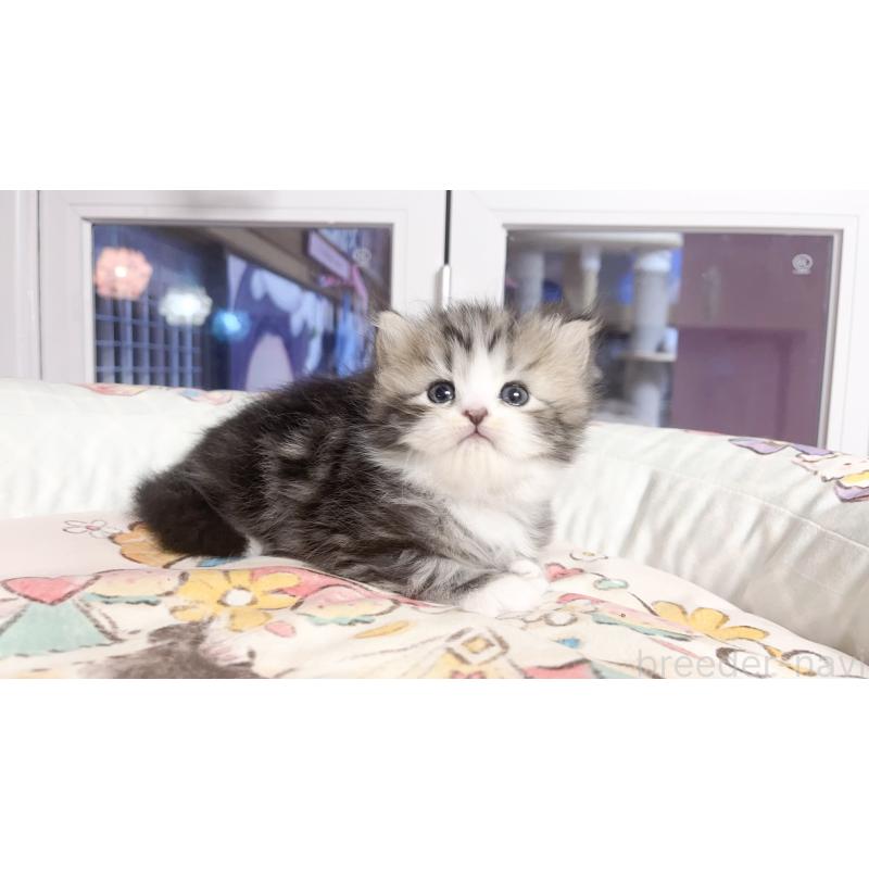 販売中の千葉県のマンチカン-129577の3枚目