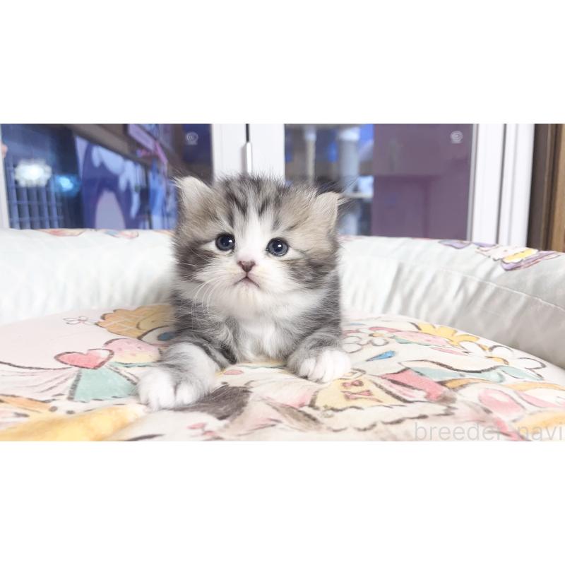 販売中の千葉県のマンチカン-129577の2枚目