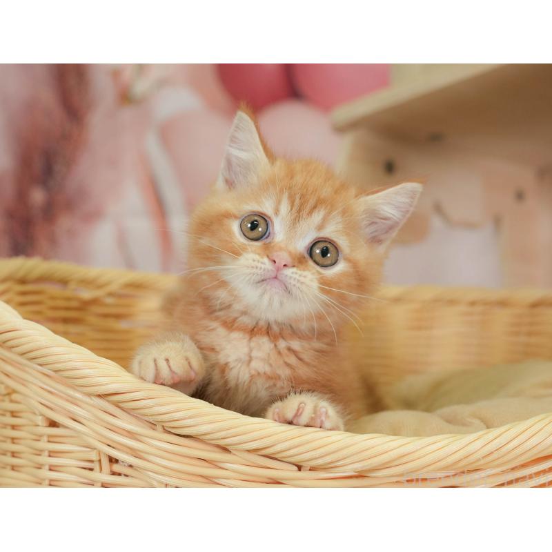 販売中の神奈川県のミヌエット-130138の11枚目