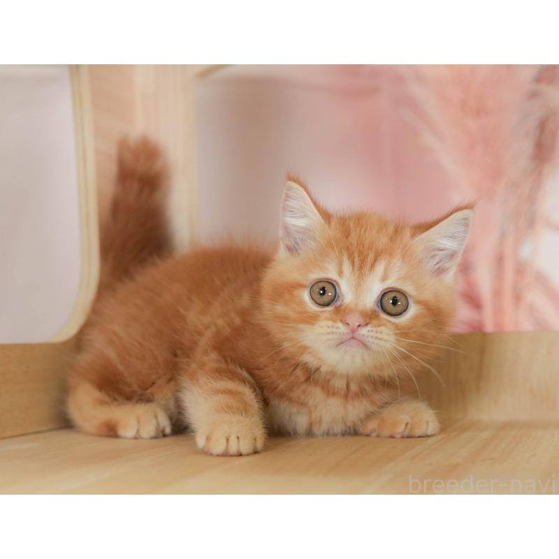 販売中の神奈川県のミヌエット-130138の10枚目