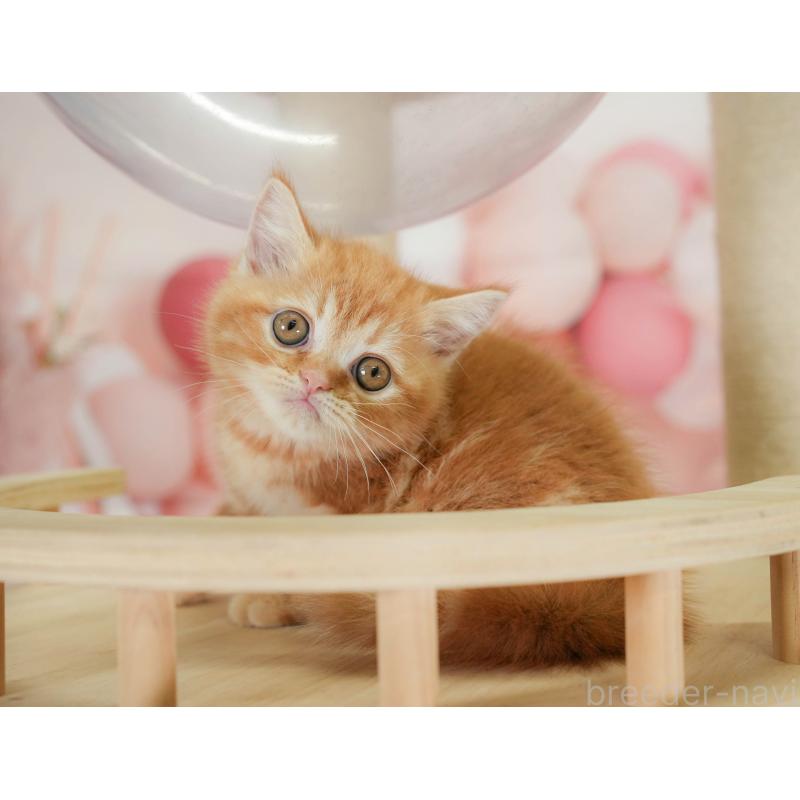 販売中の神奈川県のミヌエット-130138の9枚目