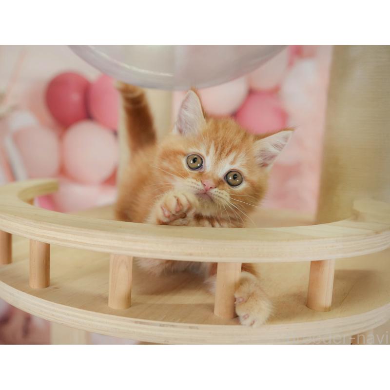 販売中の神奈川県のミヌエット-130138の8枚目