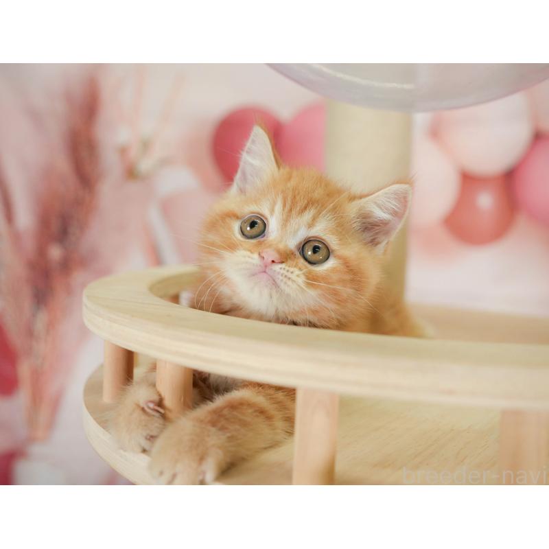 販売中の神奈川県のミヌエット-130138の7枚目