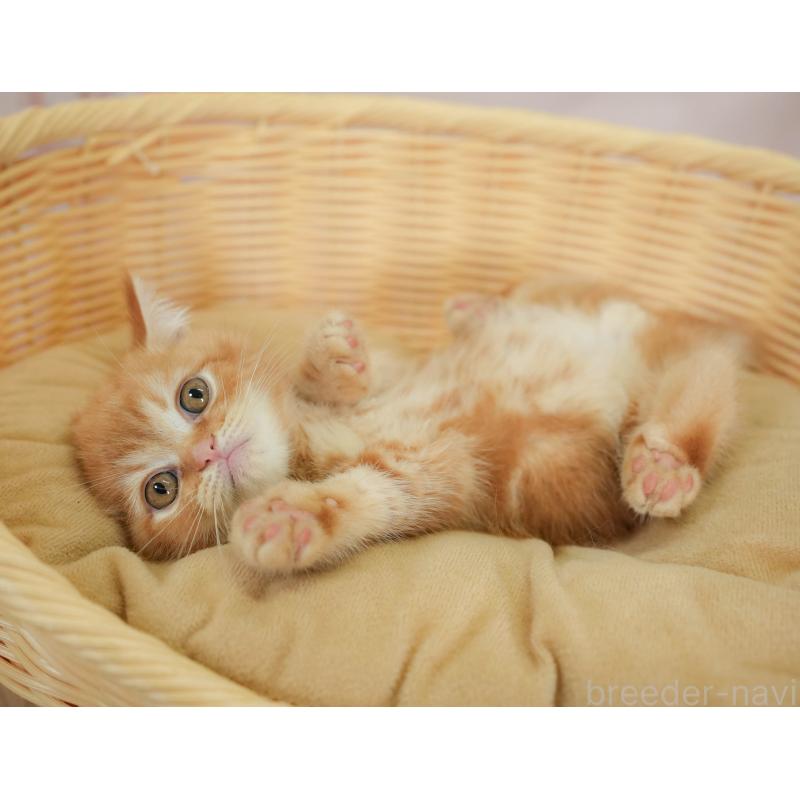 販売中の神奈川県のミヌエット-130138の6枚目