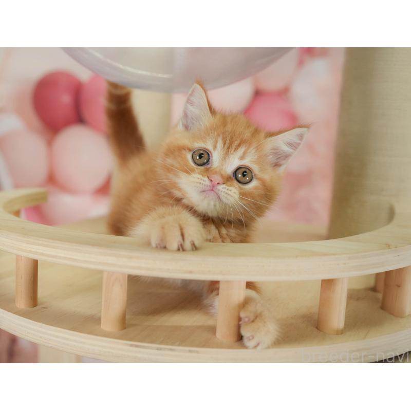 販売中の神奈川県のミヌエット-130138の4枚目