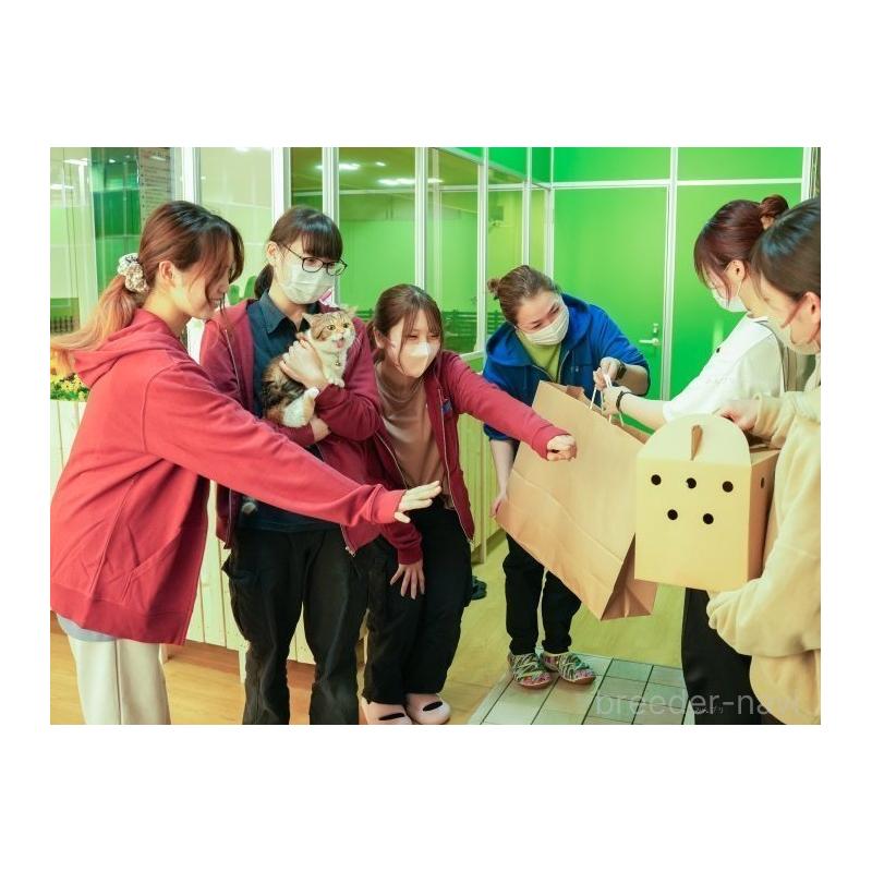 販売中の神奈川県のマンチカン-130141の13枚目