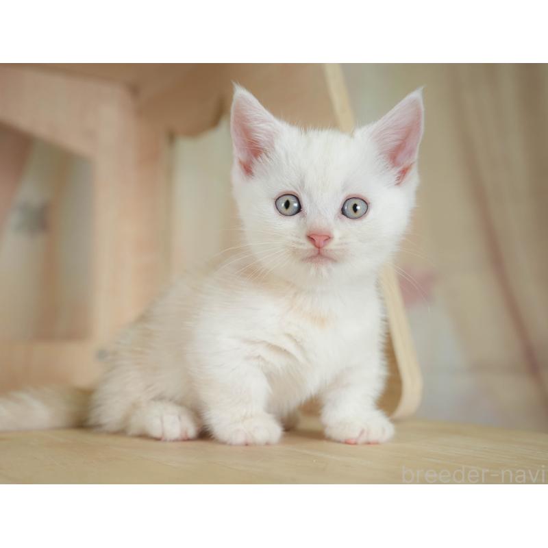 販売中の神奈川県のマンチカン-130141の12枚目