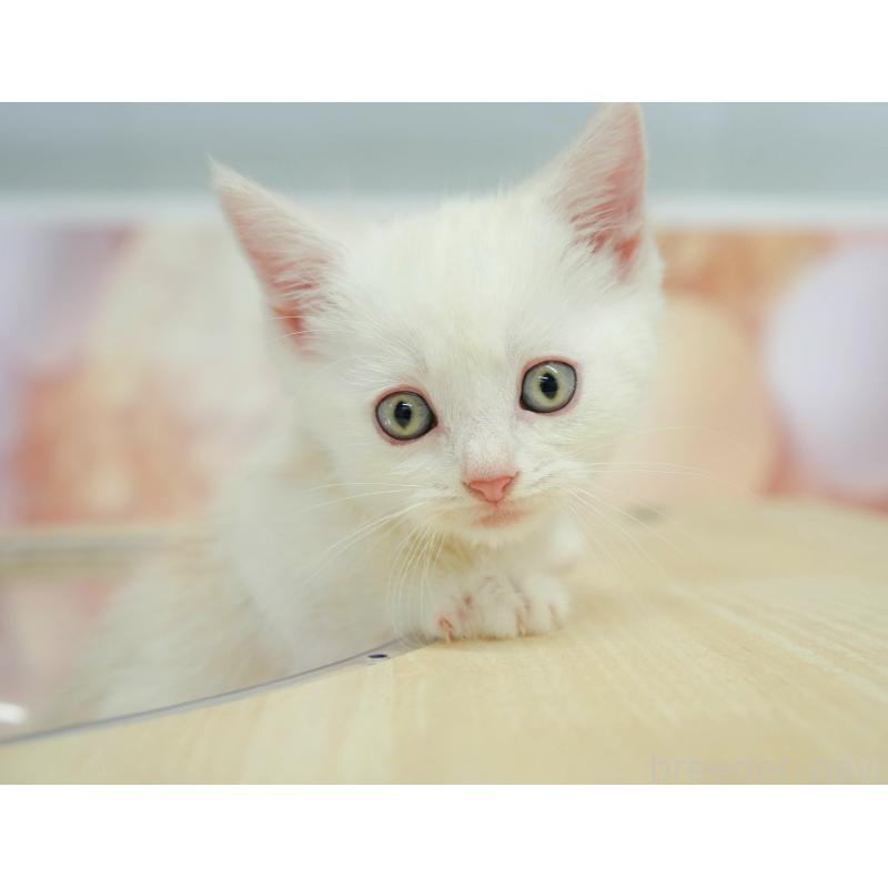 販売中の神奈川県のマンチカン-130141の11枚目