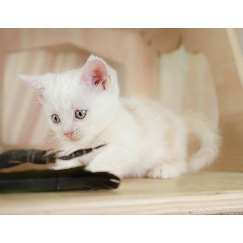 販売中の神奈川県のマンチカン-130141の10枚目