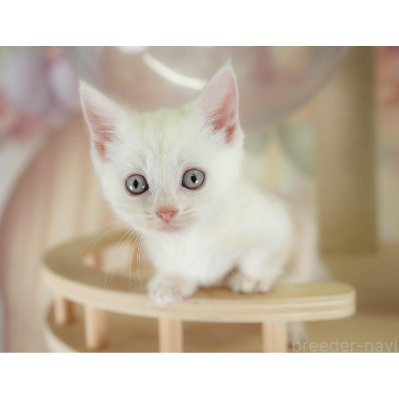 販売中の神奈川県のマンチカン-130141の9枚目