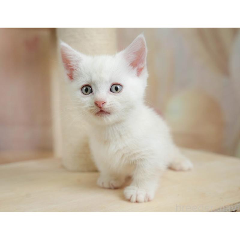 販売中の神奈川県のマンチカン-130141の8枚目