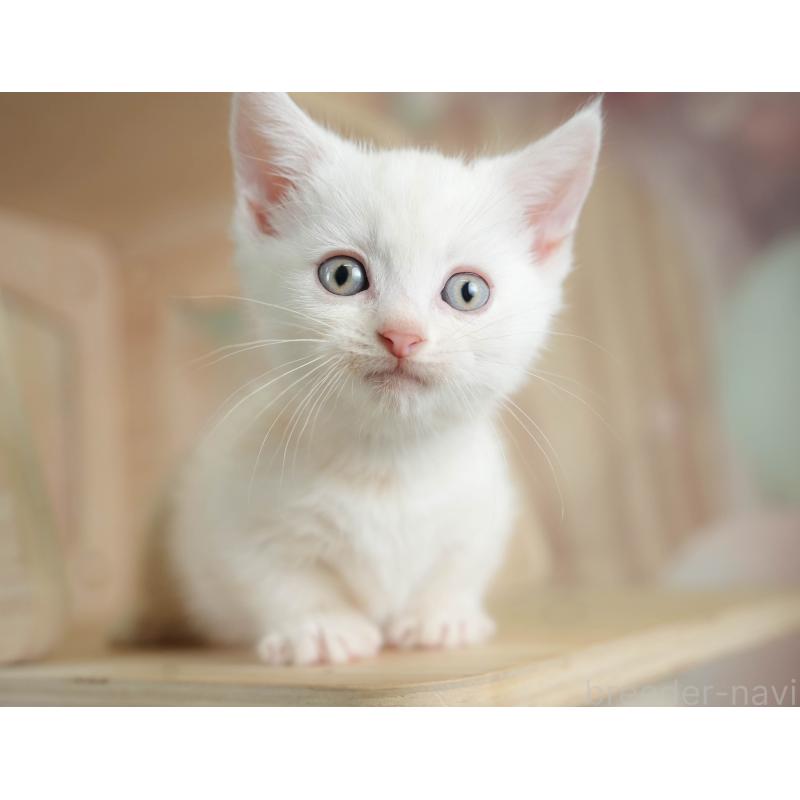 販売中の神奈川県のマンチカン-130141の7枚目