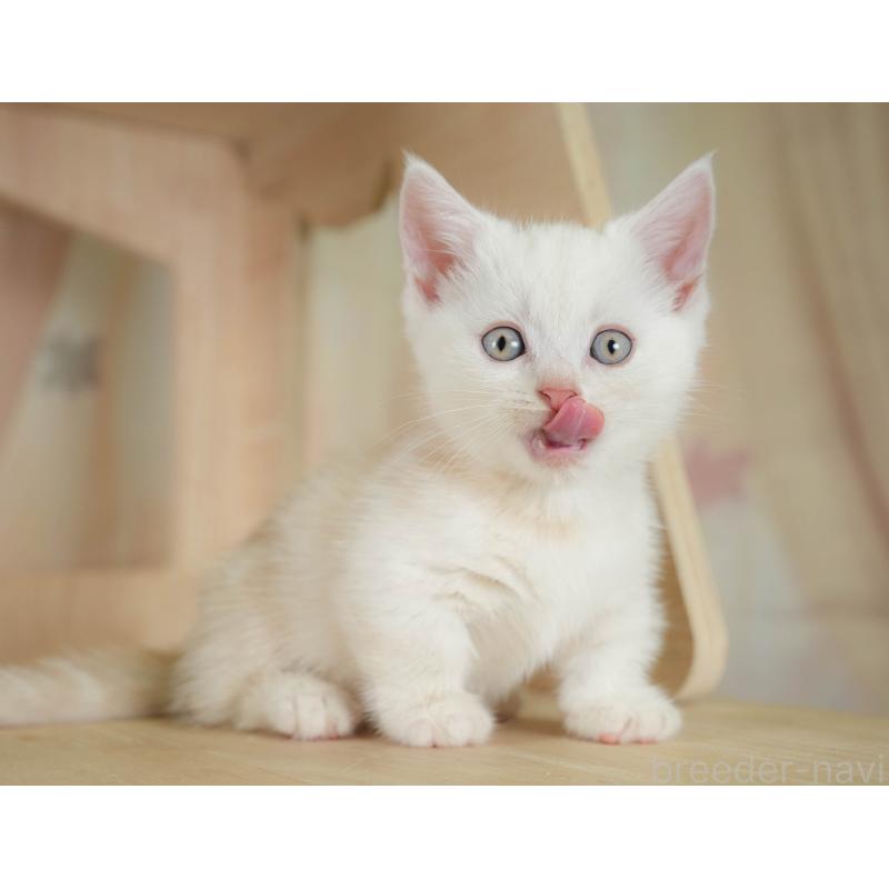 販売中の神奈川県のマンチカン-130141の6枚目