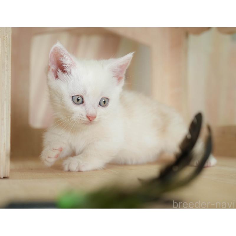 販売中の神奈川県のマンチカン-130141の5枚目