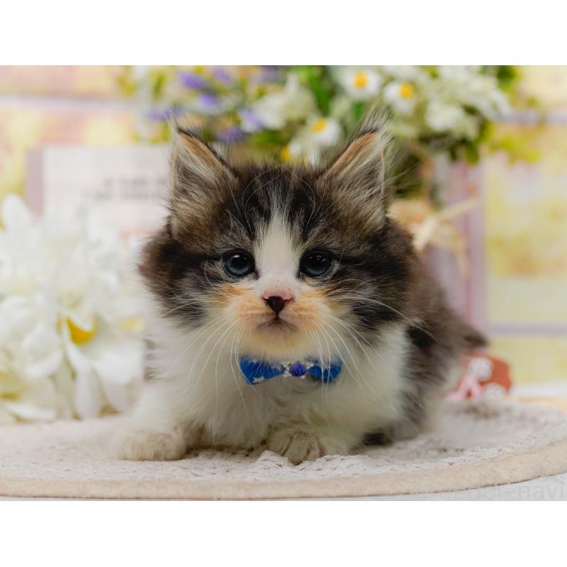 販売中の神奈川県のノルウェージャンフォレストキャット-130143の12枚目