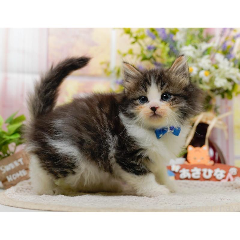 販売中の神奈川県のノルウェージャンフォレストキャット-130143の11枚目